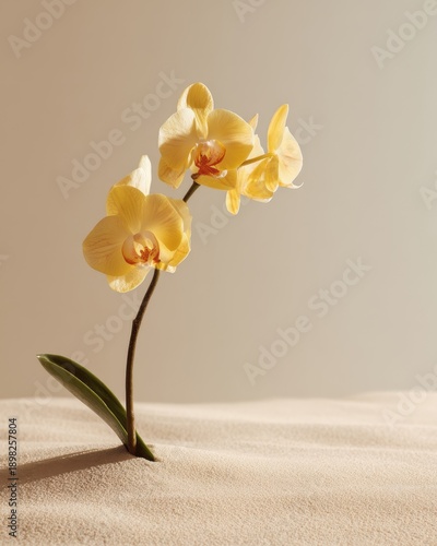 Elegant yellow orchid on minimalist background for interior decor inspiration