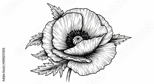 Black and White Poppy Flower Illustration.