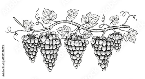 Bunches of Grapes on Vine Branch.