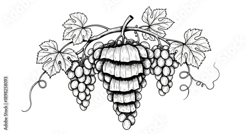 Bunch of Grapes on Vine Illustration.