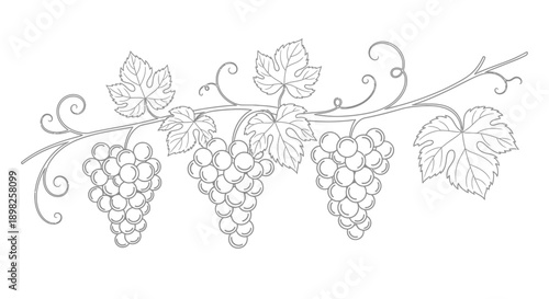 Bunch of Grapes on Vine Illustration.