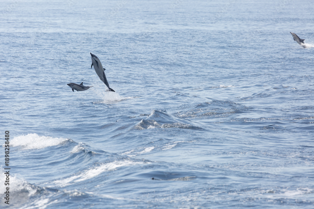 Fototapeta premium A view of some common dolphins jumping out of the water.