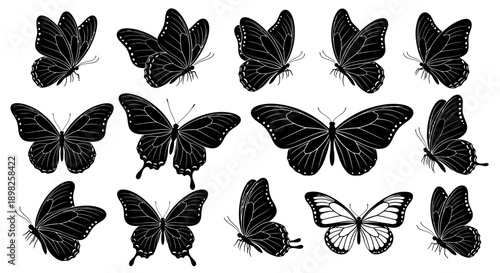 Collection of Various Black and White Butterflies.