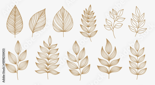 Collection of Various Beige Leaves Illustration.