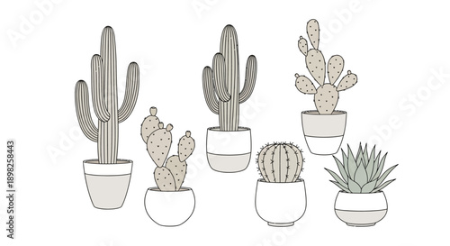 Collection of Various Cacti in Pots.