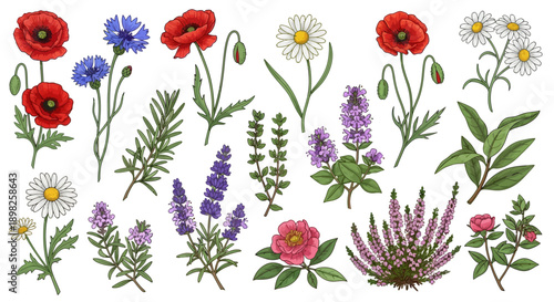 Collection of Various Wildflowers and Herbs.