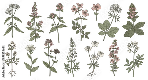 Collection of Various Wildflowers and Herbs.