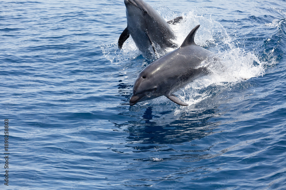 Fototapeta premium A view of some bottlenose dolphins jumping out of the water, 