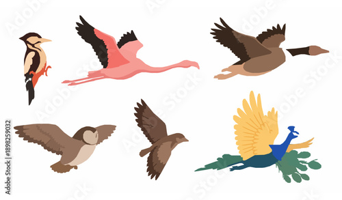 Exotic flying birds wildlife vector set with colorful ornithology species isolated on white background