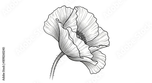 Detailed Black and White Poppy Illustration.