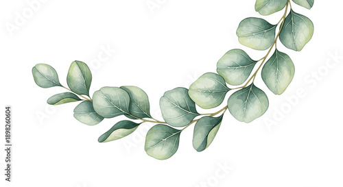 Eucalyptus Leaves Branch Green Foliage.