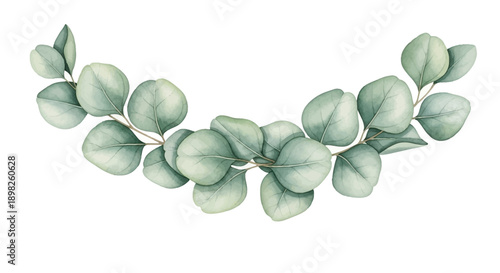 Eucalyptus Leaves Branch Green Foliage.