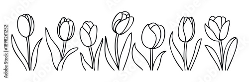 A collection of elegant outline tulip drawings perfect for floral themes, spring designs, botanical projects, and natureinspired decorative graphic applications