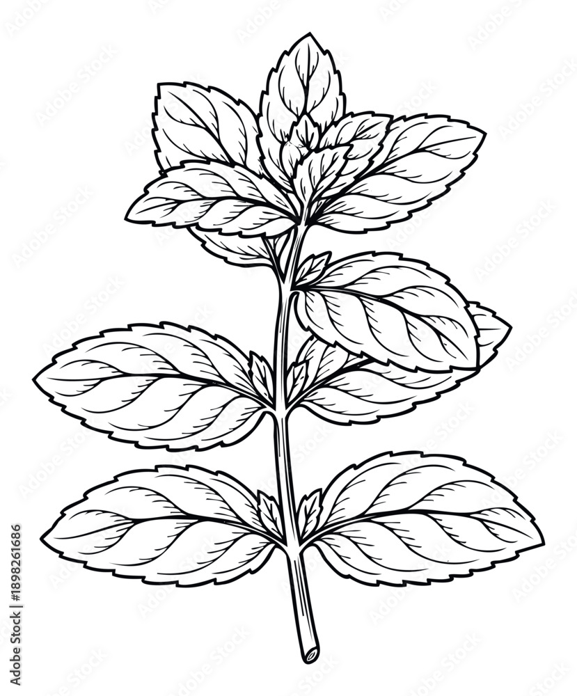 Fototapeta premium Simple outline drawing of a fresh mint plant branch with multiple aromatic leaves, perfect for food packaging, herbal product labels, or natural health advertisements.