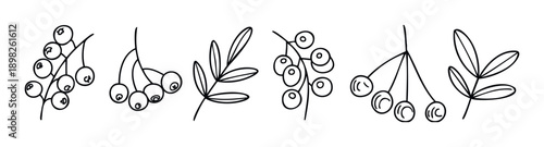 Simple hand drawn linear berry and leaf branch elements perfect for botanical themed decorations, prints, packaging, educational materials, or nature inspired graphic design projects.