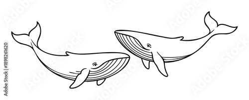 Graceful outline of two majestic whales swimming together in the ocean, perfect for educational materials, childrens books, or marine conservation awareness campaigns.
