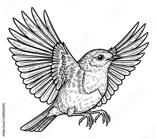 Dynamic hand drawn soaring bird with widely spread wings in an expressive engraving style, perfect for wildlife themed designs, nature studies, or decorative graphic projects.