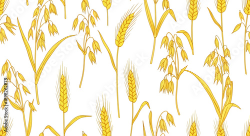 Golden Wheat Ears on White Background.