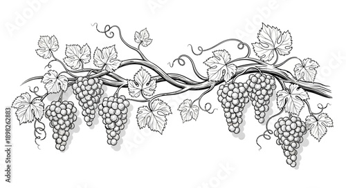 Grapevine with Clusters and Leaves Illustration.