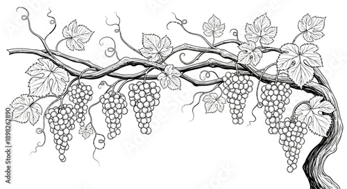 Grapevine with Grapes and Leaves Illustration.