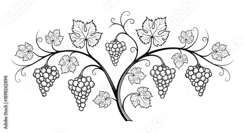 Grapevine with Leaves and Grapes Illustration.