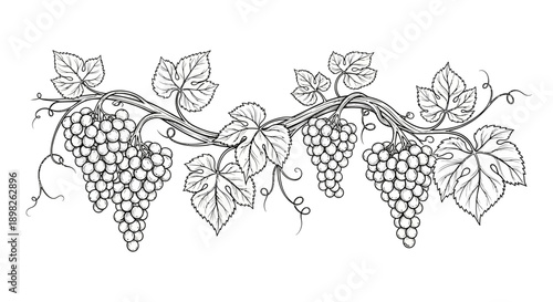 Grapevine with Grapes and Leaves Illustration.