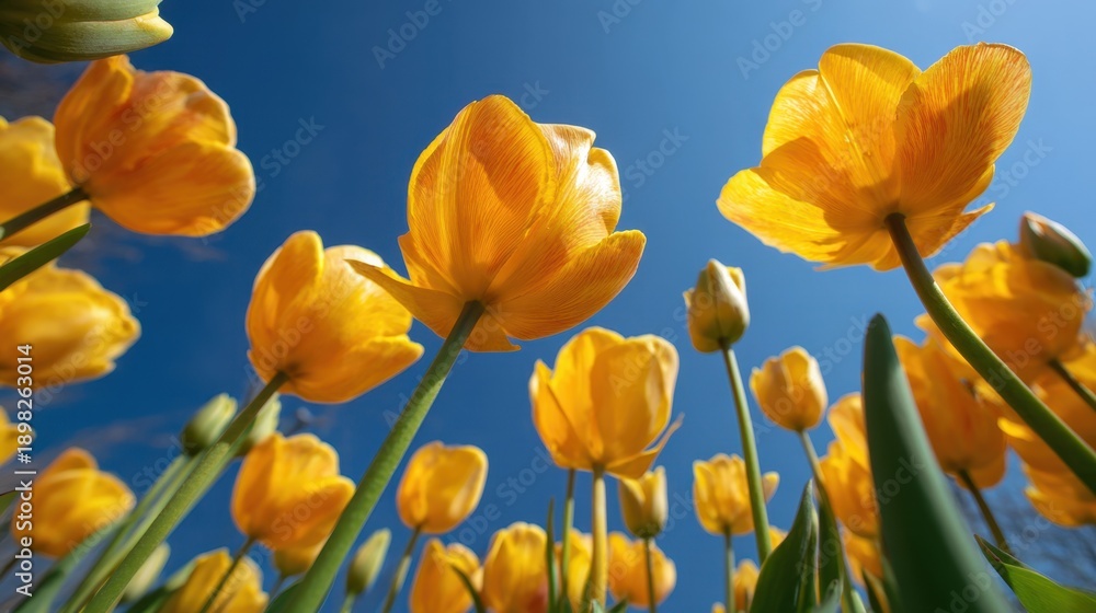 Obraz premium Bright spring tulips blooming under clear blue sky
