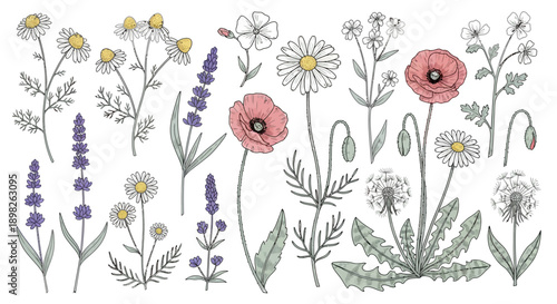Hand Drawn Wildflowers and Floral Elements.