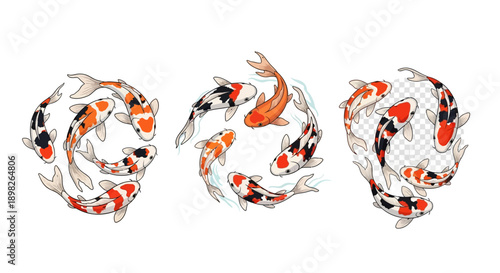 Koi Fish Swimming in Circular Patterns.