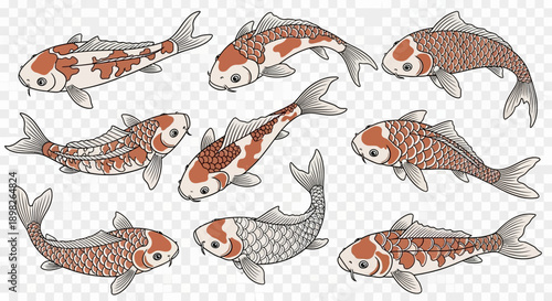 Koi Fish Swimming in Various Directions.