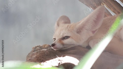 Cute fennec fox standing on a wooden log.