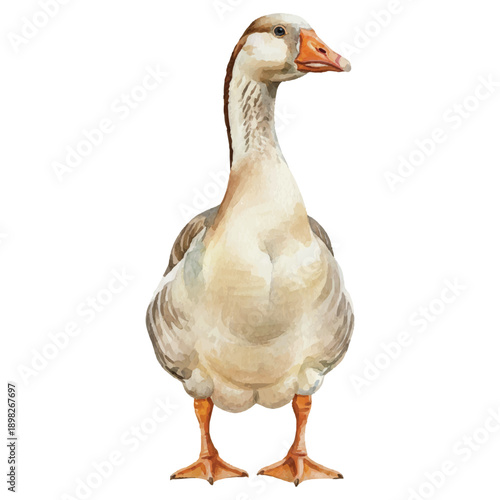 Watercolor Goose Vector Illustration Isolated on White Background, Summer Farm Bird Art

