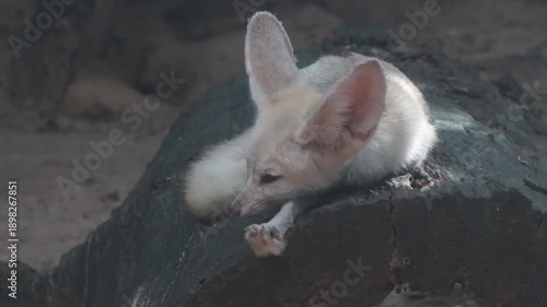 Cute fennec fox standing on a wooden log.