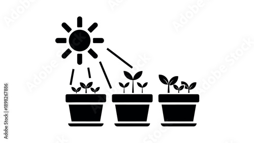 Stages of plant growth showing seedlings developing under sun light, illustrating natural progression and ecology for educational or environmental projects