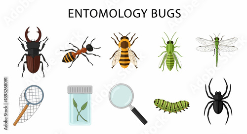 Illustration of entomology bugs and tools with ENTOMOLOGY BUGS text