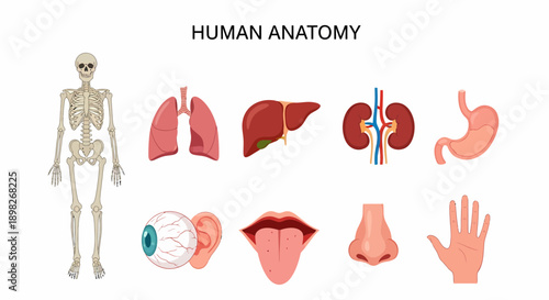 Illustration of the human skeleton and various internal and external organs
