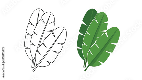 Simple illustration comparing a black and white outline drawing of tropical banana leaves with a vibrant colored version