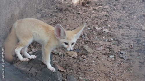 Cute fennec fox standing on a wooden log.