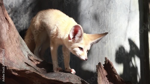 Cute fennec fox standing on a wooden log.