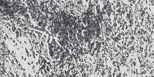 Organic abstract grayscale texture with a complex network of interconnected lines and irregular shapes, resembling biological cells or a distressed surface