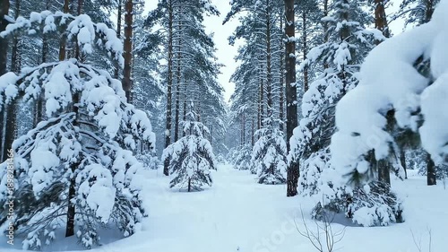Snowy forest landscape with snow-covered trees and serene winter scenery