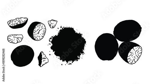 Nutmeg spice botanical illustration set with whole seeds halves pieces and ground powder