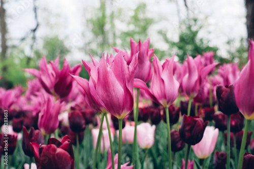 Beautiful fresh pink tulip flowers in full bloom in the meadow, close-up view. Natural spring floral texture for background.