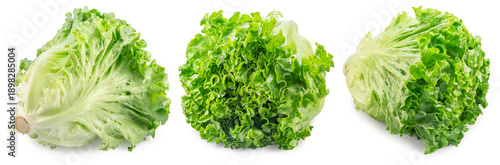 Photography Wavy ruffled leaves of Batavia lettuce on white background