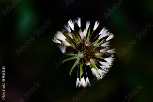 Capturing dandelion seeds against a black background in the wild