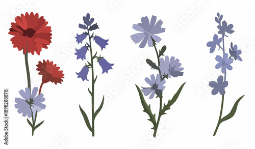 Wild flowers hand drawn vector collection with gerbera bluebell chicory and meadow blooms on white background