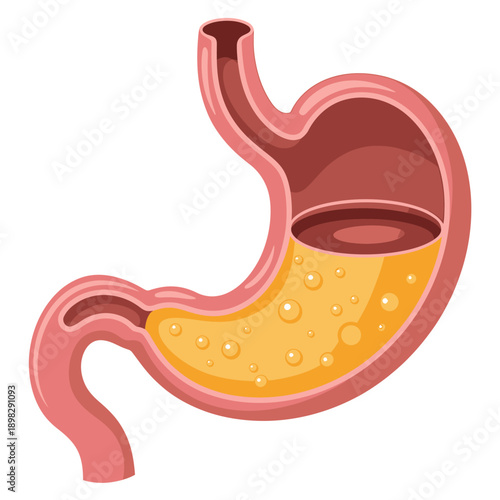 Anatomical illustration of a human stomach with food inside  digestive system