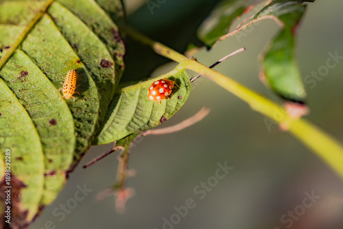 Ladybird and its larvae resting on bean leaves