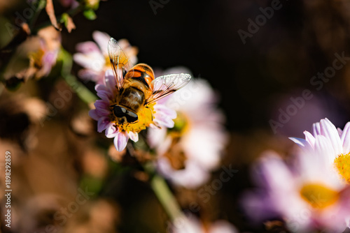 The bean leaves and chrysanthemums attract Syrphidae, which belong to the family Syrphidae of the Diptera order