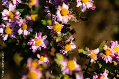The bean leaves and chrysanthemums attract Syrphidae, which belong to the family Syrphidae of the Diptera order